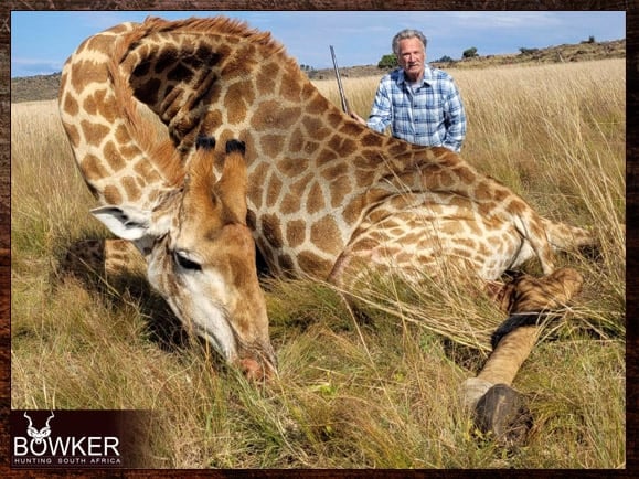 Giraffe hunting in South Africa.
