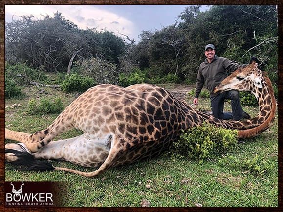 Giraffe Hunting - All You Need to Know About Hunting Giraffe 8 African Giraffe hunts.