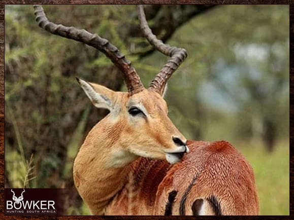 My African Hunt 5 Impala ram scratching its self.