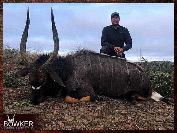 Nyala Hunting - All You Need to know about Nyala Hunts 15 African Nyala hunting.