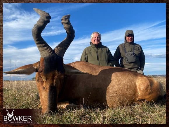 Red Hartebeest Hunting - All You Need to Know About Hartebeest Hunts 15 African red hartebeest hunting.