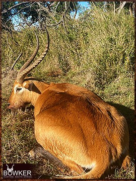 Trophy Hunting South Africa 114 African Red Lechwe hunt.
