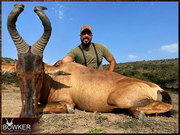 Trophy Hunting South Africa 204 African safari red hartebeest hunt with Nick Bowker.