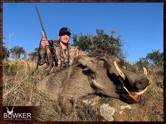 Warthog Hunting - All You Need to Know About Warthog Hunts 16 Warthog trophy hunts are included in nearly all our hunting packages