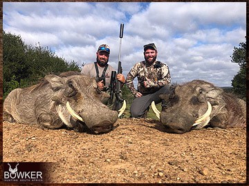 Free Range Hunting and Fair Chase Hunts in South Africa 15 African warthog hunt.