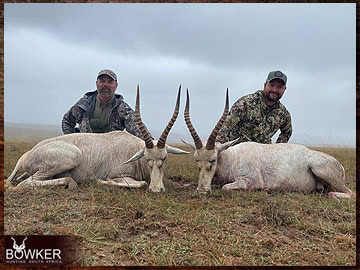 Trophy Hunting South Africa 69 African white blesbok safari hunting.