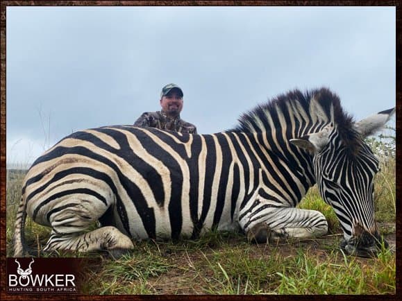 Zebra Hunting - All You need to Know About Zebra Hunts 25 Zebra safari style hunt.