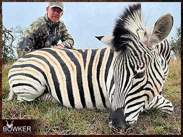 Free Range Hunting and Fair Chase Hunts in South Africa 30 Zebra trophy hunted in South Africa.
