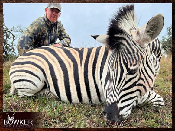 Zebra Hunting - All You need to Know About Zebra Hunts 10 African Zebra hunting.