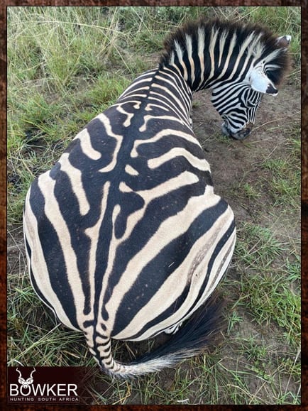 Zebra Hunting - All You need to Know About Zebra Hunts 6 African safari Zebra hunting with Nick Bowker.