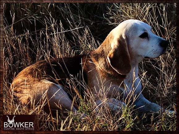 Best Dog Breeds for African Hunting - Your Plains Game Hunt Companion 12 Beagle hunt dog