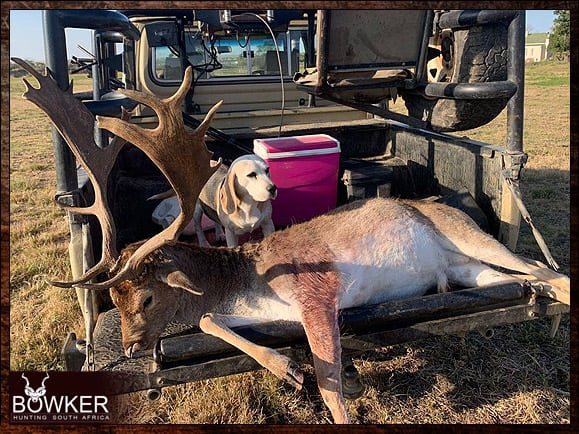 Best Dog Breeds for African Hunting - Your Plains Game Hunt Companion 10 Beagle scent dog with Fallow Deer.