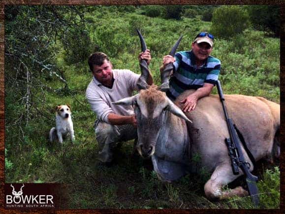 Best Dog Breeds for African Hunting - Your Plains Game Hunt Companion 9 Parson terrier on an Eland hunt.