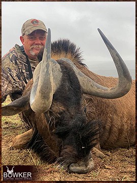 Trophy Hunting South Africa 179 Black Wildebeest hunted safari style.