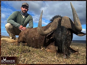 Trophy Hunting South Africa 167 Black Wildebeest hunted safari style.