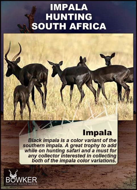 Impala names in local languages Black Impala is is a color variant of the common impala.