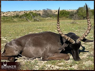 Trophy Hunting South Africa 132 Black Impala trophy hunting in South Africa.