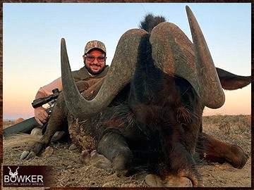 Trophy Hunting South Africa 175 Black wildebeest hunting in Africa.