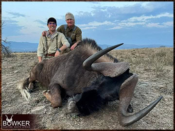 Free Range Hunting and Fair Chase Hunts in South Africa 28 Black Wildebeest rifle hunted in Africa.