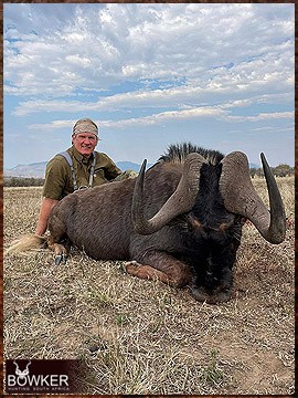 Trophy Hunting South Africa 195 Black Wildebeest rifle hunted in Africa.