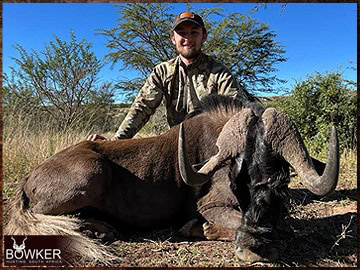 Trophy Hunting South Africa 189 Black Wildebeest harvested in 2023.