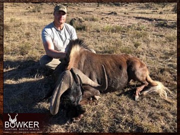 Black Wildebeest trophy in a client 7 animal 8-day trophy hunt. Black Wildebeest trophy in a client 7 animal 8-day trophy hunt.