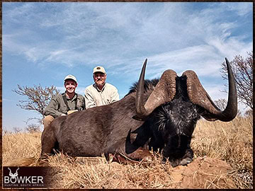Trophy Hunting South Africa 194 Black Wildebeest rifle hunted in Africa.