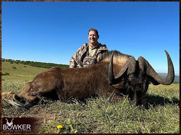 Trophy Hunting South Africa 191 Black wildebeest harvested in 2023.