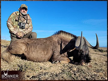 Trophy Hunting South Africa 199 Black Wildebeest hunted 2023.