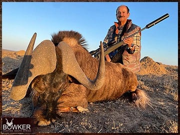 Trophy Hunting South Africa 173 Black Wildebeest trophy hunted in South Africa.