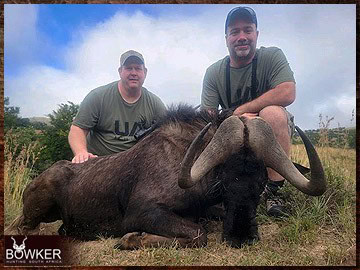 Trophy Hunting South Africa 170 Black wildebeest trophy hunted in South Africa.