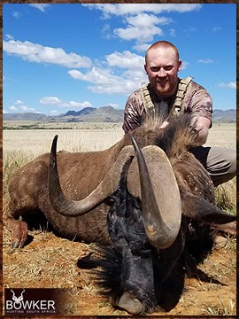 Trophy Hunting South Africa 174 Black wildebeest trophy hunted in South Africa.