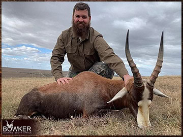 Trophy Hunting South Africa 100 Blesbok hunt in 2023.