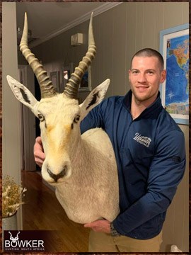 Trophy Hunting South Africa 80 blesbok trophy shoulder mount delivered to a client in the United States.