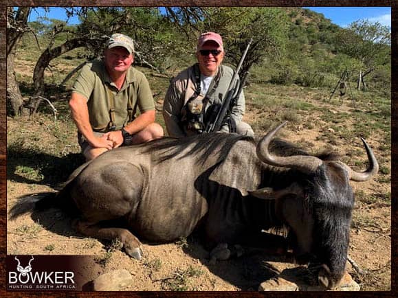 African Hunting Trip 15 Blue Wildebeest trophy taken on our hunting trip in africa.
