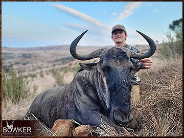 Trophy Hunting South Africa 20 Blue Wildebeest rifle hunted in Africa.