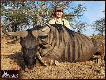 Trophy Hunting South Africa 6 Blue wildebeest hunted safari style.