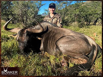 Trophy Hunting South Africa 8 Blue wildebeest hunted safari style.