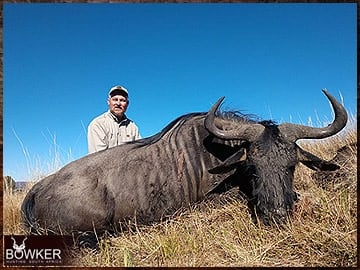 Trophy Hunting South Africa 18 Blue Wildebeest rifle hunted in Africa.