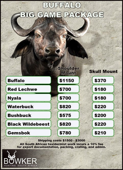 Cape Buffalo Hunting Packages and Prices - Hunt Cape Buffalo 31 Taxidermy cost for Cape Buffalo Big game package.