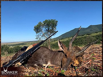 Trophy Hunting South Africa 135 Bushbuck harvested in 2023.