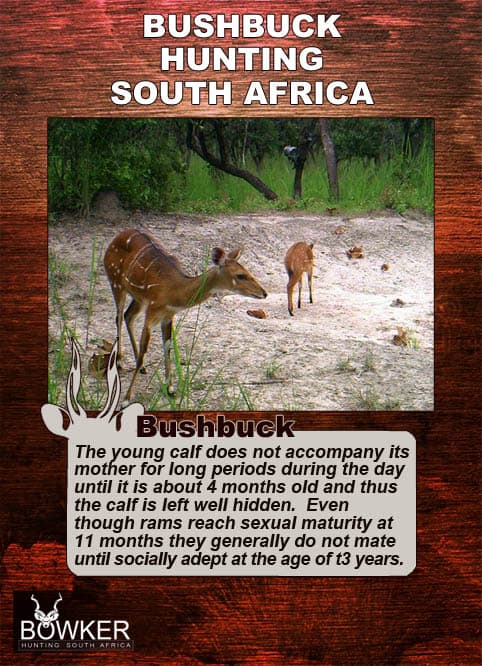 Bushbuck Hunting - Discover the Thrill of a Bushbuck Hunt 38 Breeding habitats and young