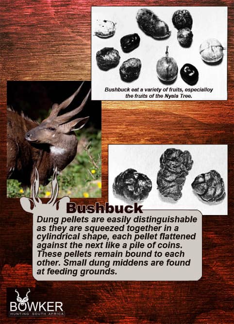 Bushbuck Hunting - Discover the Thrill of a Bushbuck Hunt 34 Bushbuck dung pellets are easily distinguishable.