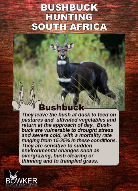 Bushbuck Hunting - Discover the Thrill of a Bushbuck Hunt 32 Bushbuck in the undergrowth. They are vulnerable to drought stress.