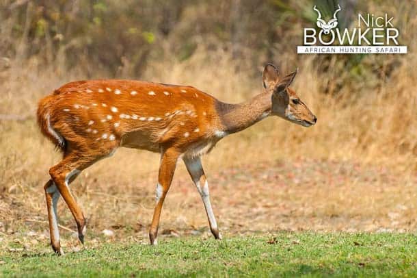 Bushbuck Female moving out of a thicket. Female bushbuck do not have horns. Bushbuck female with no horns and lighter colour.
