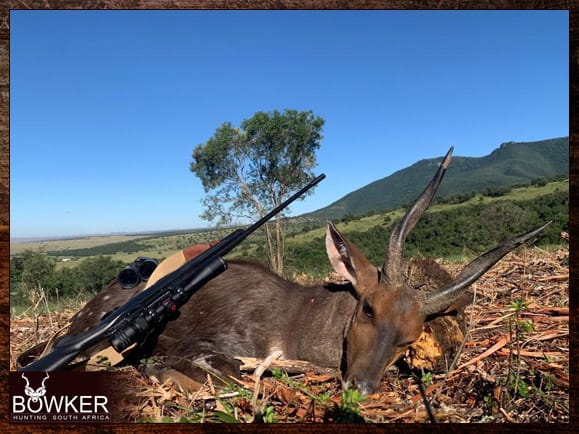 Bushbuck Hunting - Discover the Thrill of a Bushbuck Hunt 5 Bushbuck harvested in 2023.