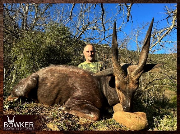 Bushbuck Hunting - Discover the Thrill of a Bushbuck Hunt 10 Bushbuck hunted in 2023.