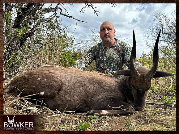 Bushbuck Hunting - Discover the Thrill of a Bushbuck Hunt 11 Trophy hunted in 2023.
