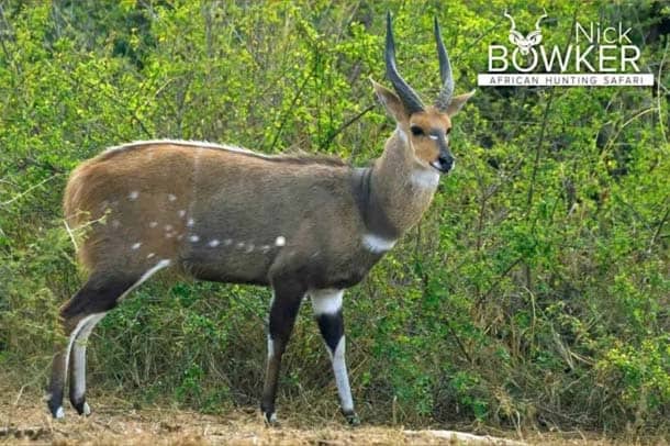 Shot placement should be on the bottom third of the shoulder for Bushbuck Hunting. Shot placement should be on the bottom third of the shoulder for Bushbuck Hunting.