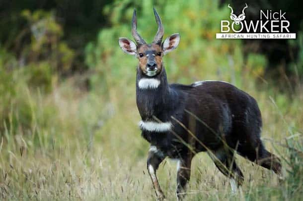 Bushbuck male in the undergrowth. Bushbuck males have horns while females do not. Bushbuck male in the undergrowth. Bushbuck males have horns while females do not.